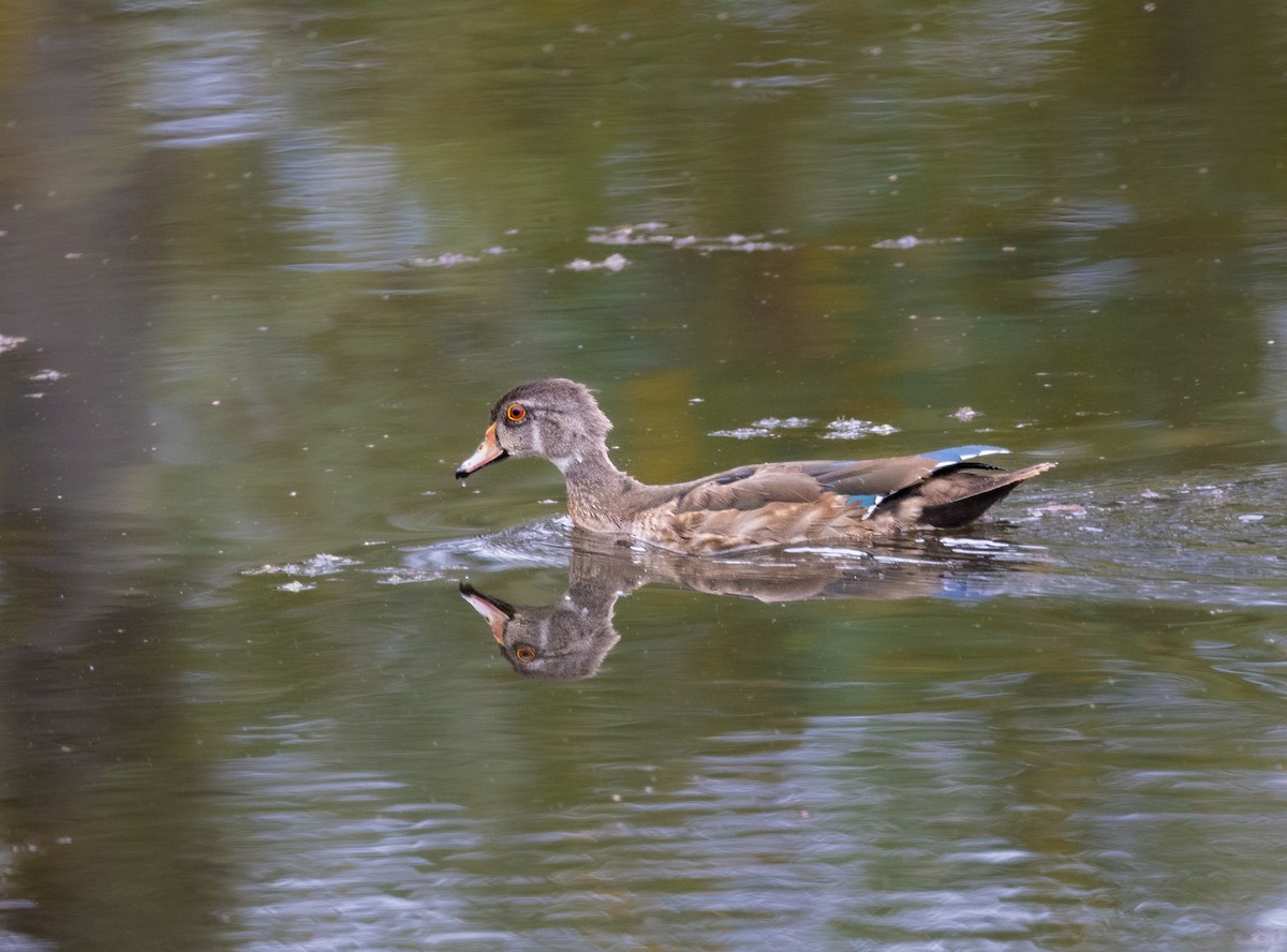 Wood Duck - ML484736461