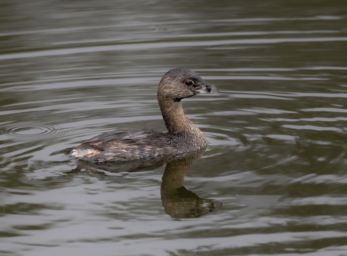 Pied-billed Grebe - ML484736521