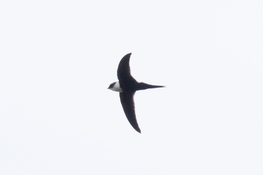 Lesser Swallow-tailed Swift - ML484736821