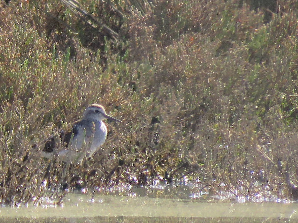 Wood Sandpiper - ML48473771