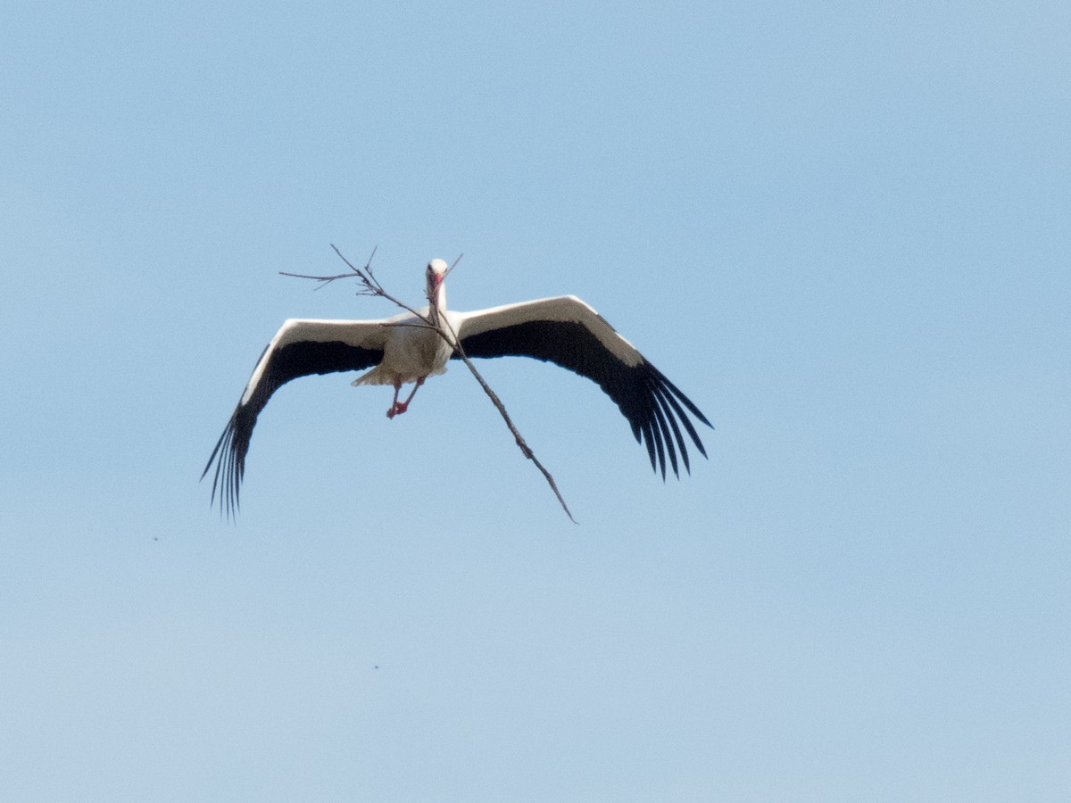 Cigogne blanche - ML48473781