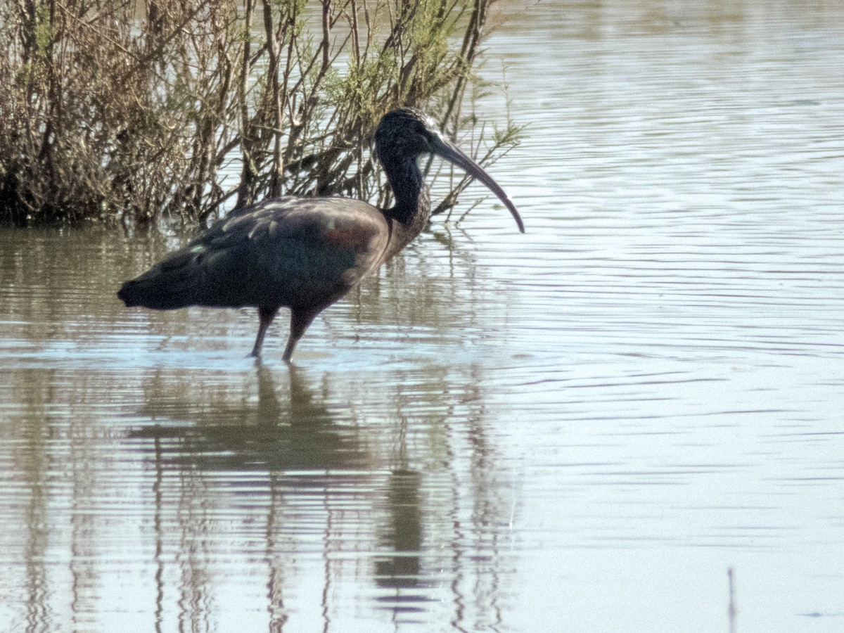 Ibis falcinelle - ML48473811