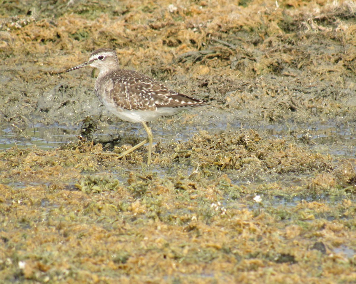 Wood Sandpiper - ML48473911