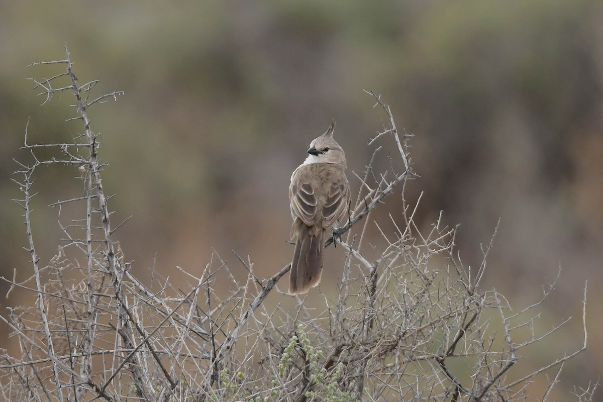 Chirruping Wedgebill - Ian Davies