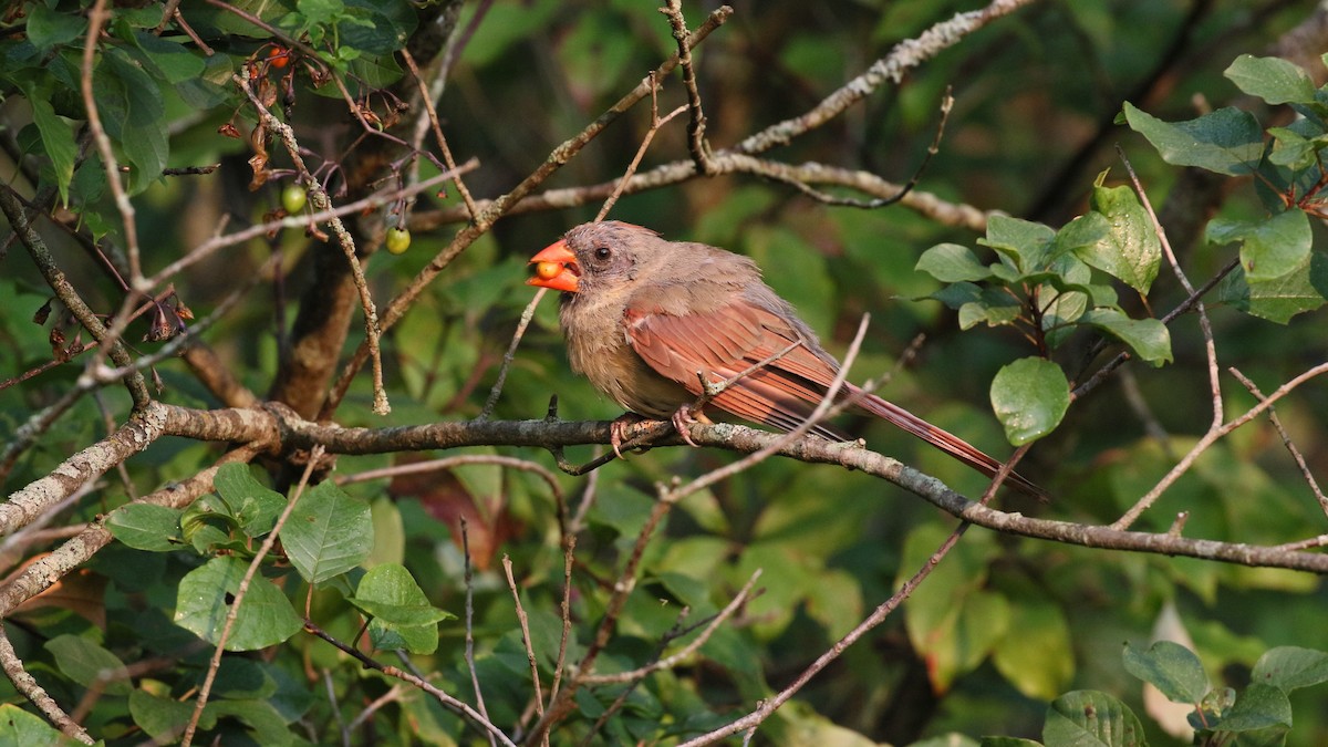 Northern Cardinal - ML484740761
