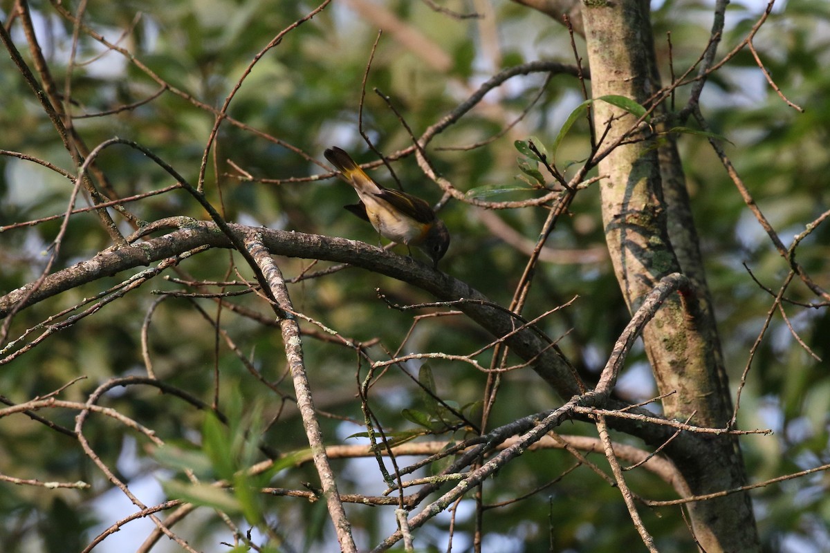 American Redstart - ML484740791