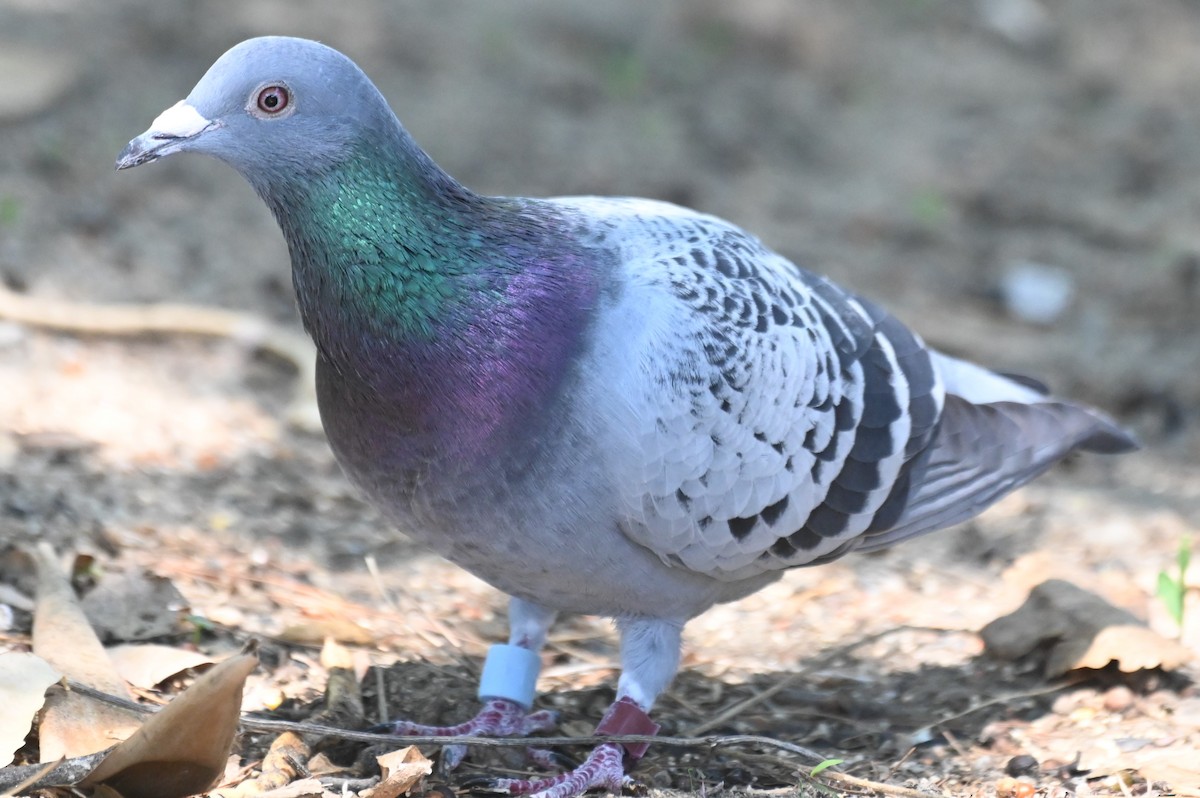 Rock Pigeon (Feral Pigeon) - ML484740831