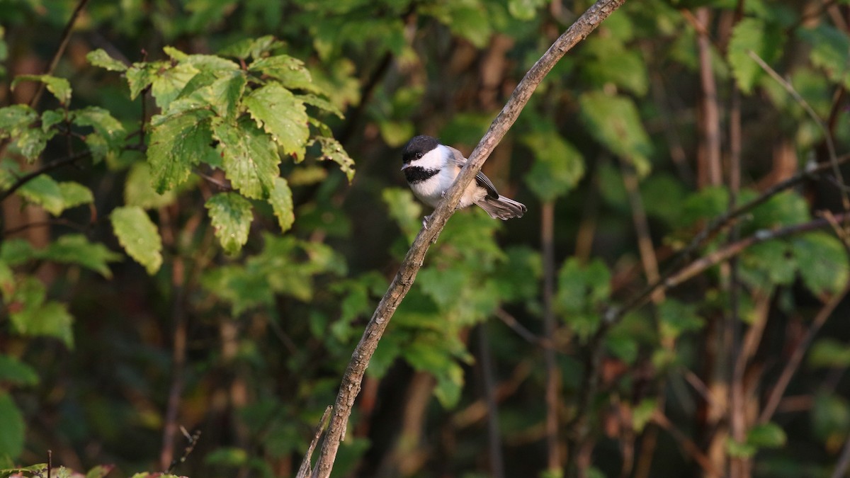 Black-capped Chickadee - ML484740881