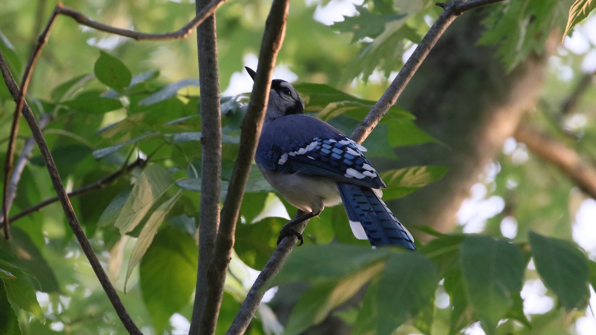 Blue Jay - ML484740891