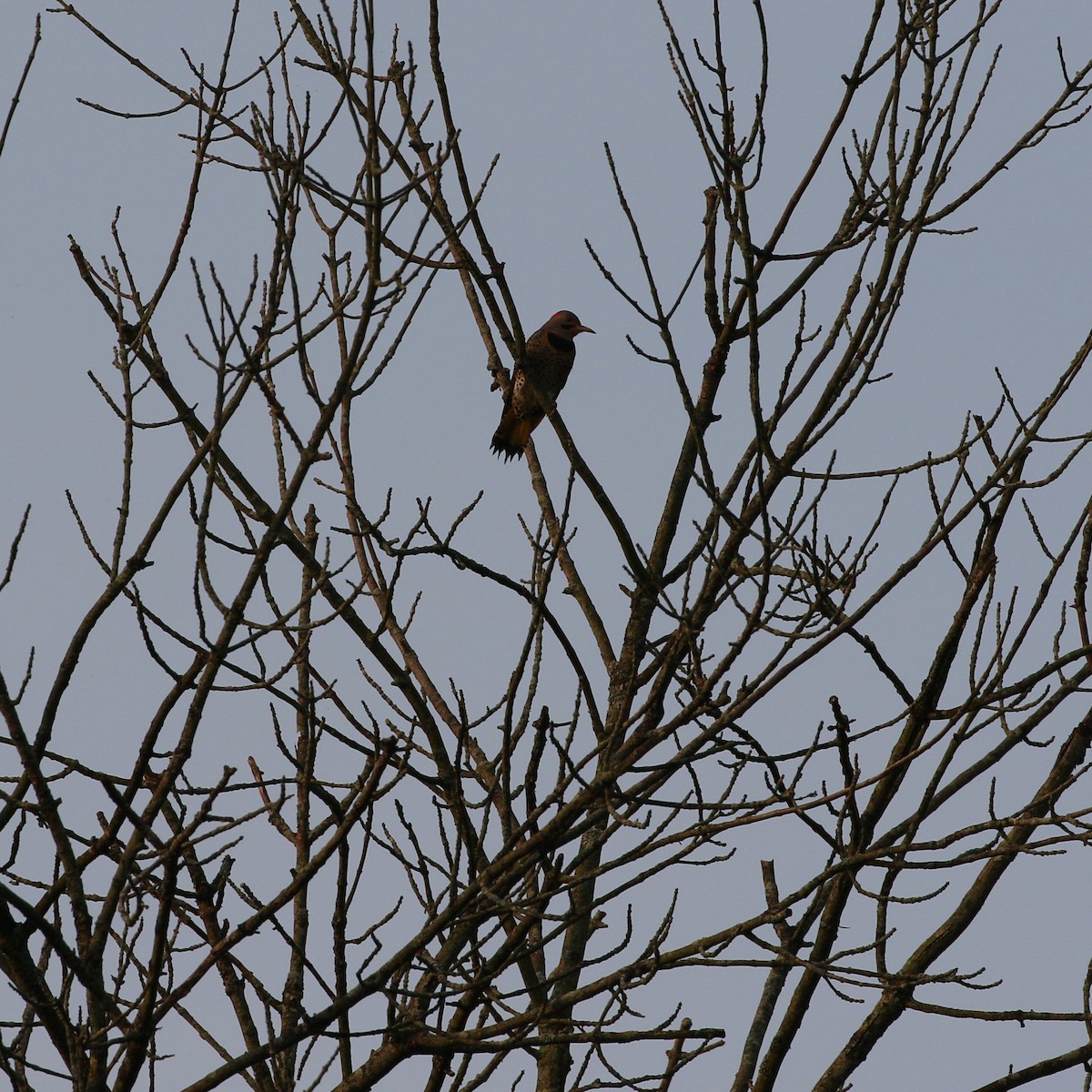 Northern Flicker - ML484740911
