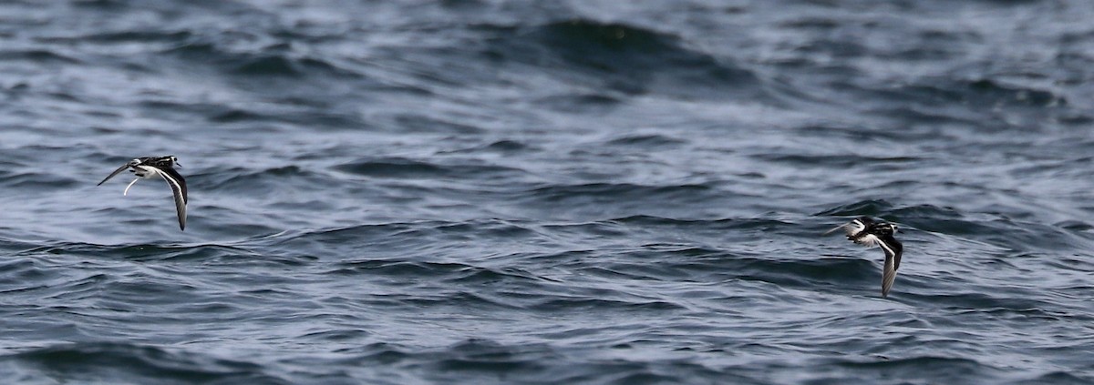Red-necked Phalarope - Lenore Charnigo