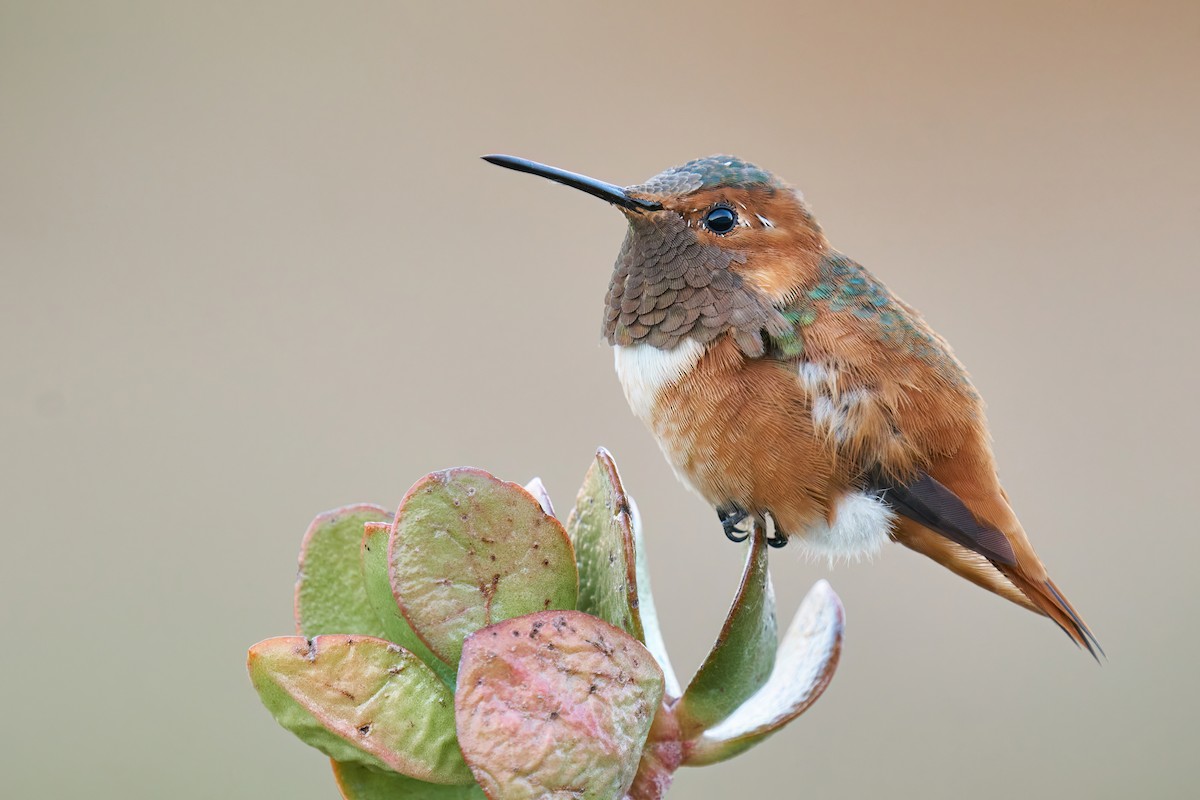 Allen's Hummingbird - ML484743321
