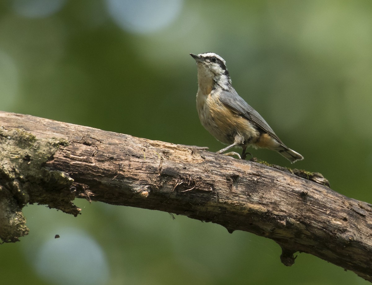 Red-breasted Nuthatch - ML484743531