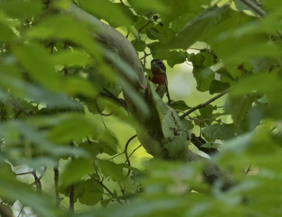 Cardinal à poitrine rose - ML484743581