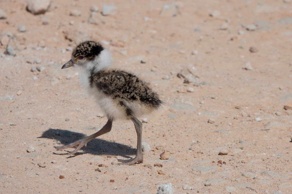 Masked Lapwing - Sri Evans