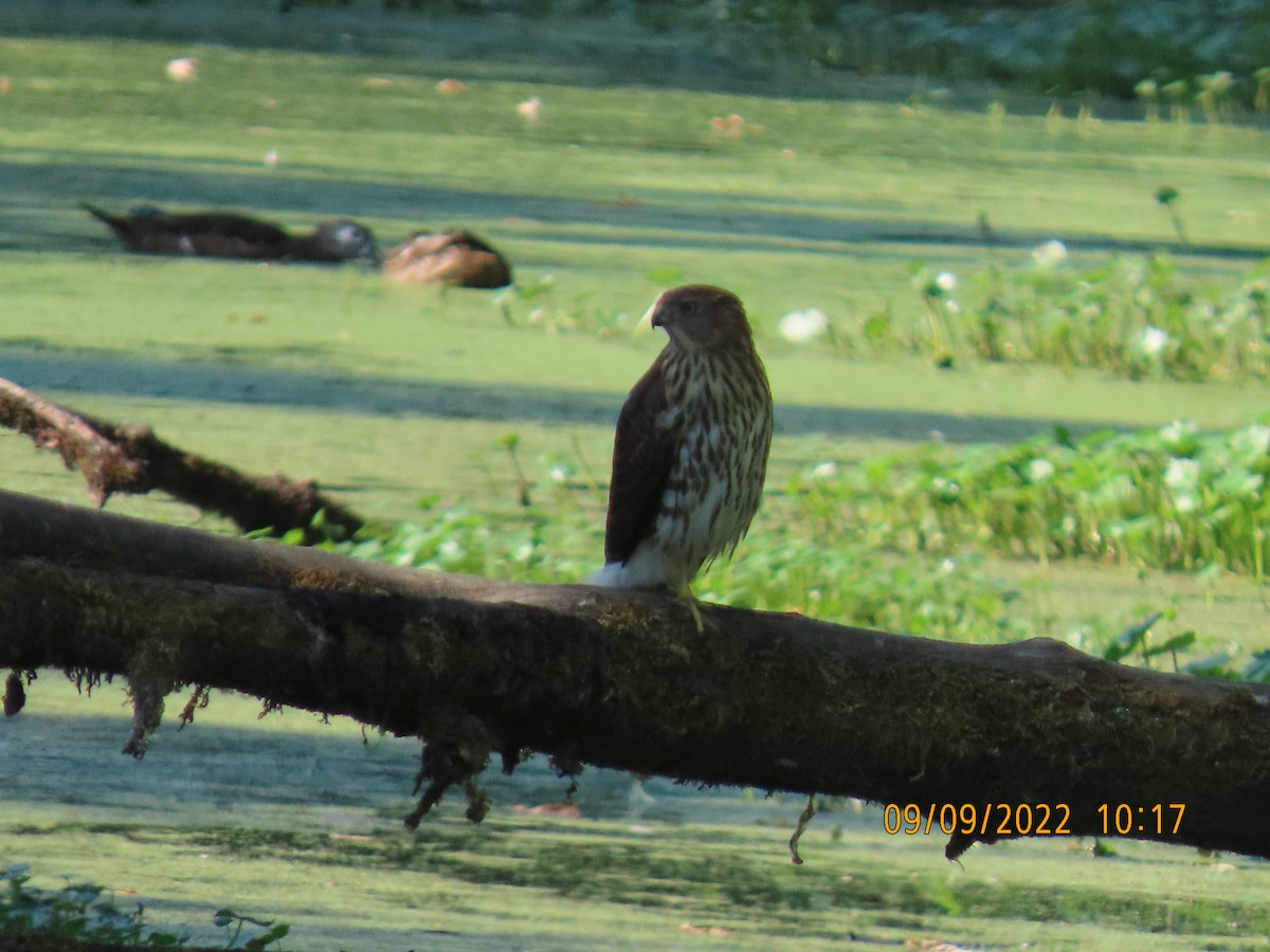 Cooper's Hawk - ML484748581