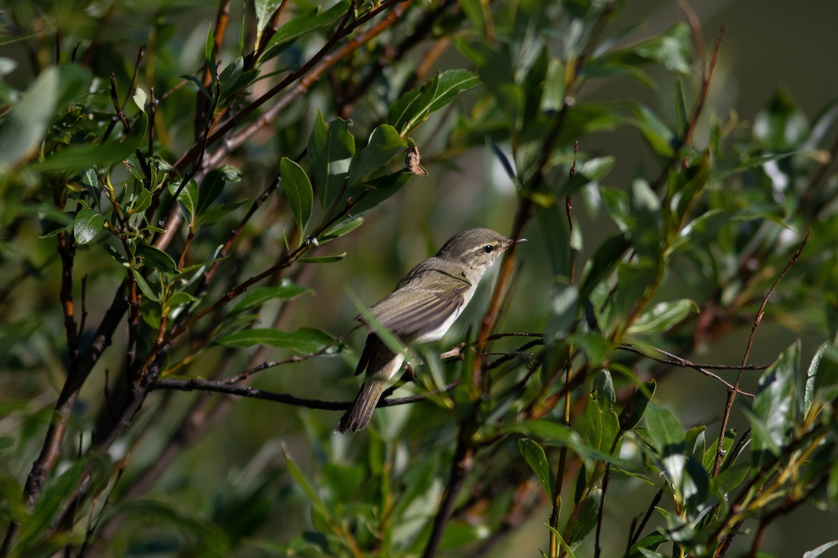 Arctic Warbler - Justin Saunders