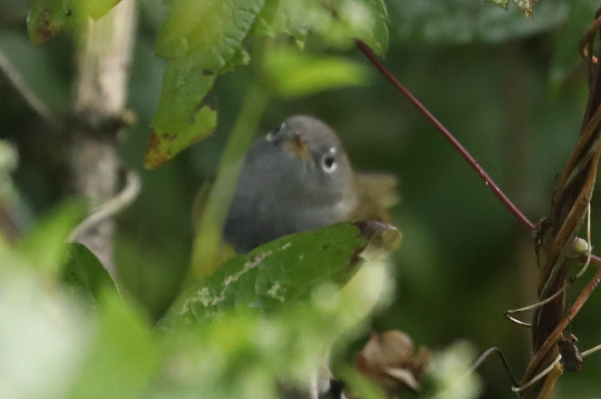 Connecticut Warbler - ML484749121