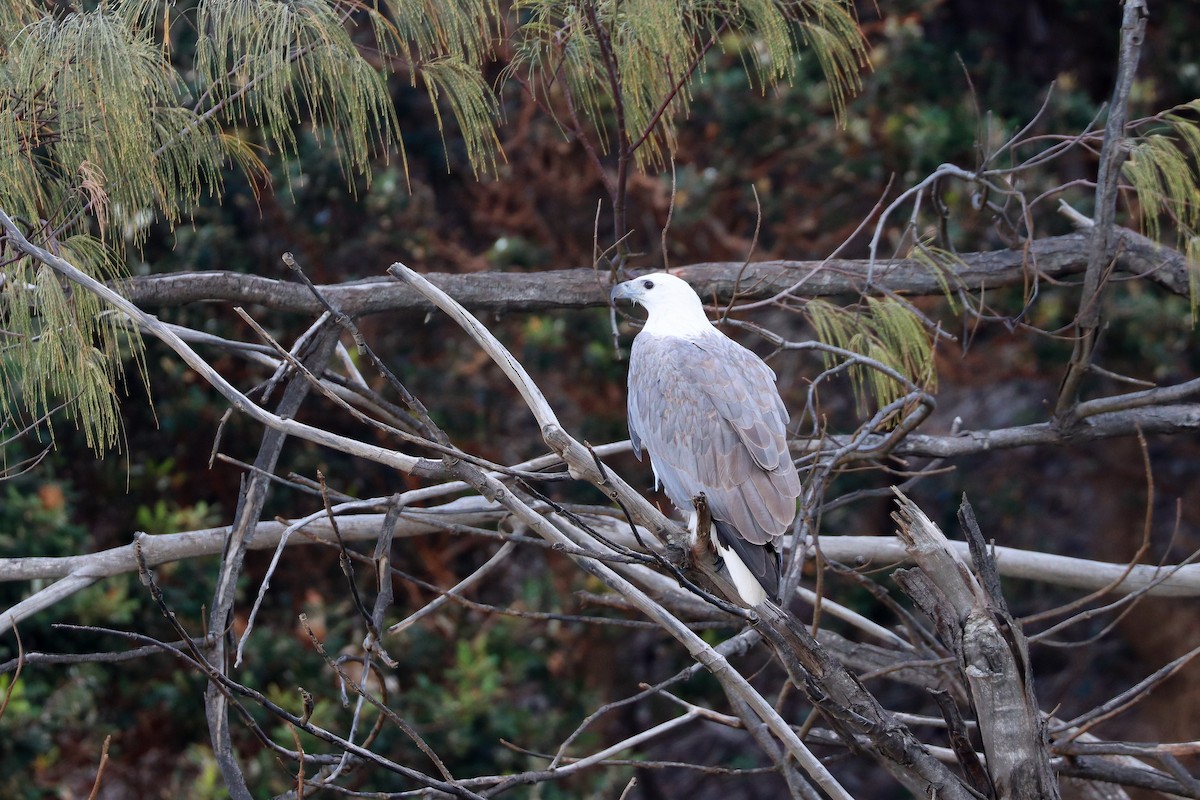 White-bellied Sea-Eagle - ML484749571