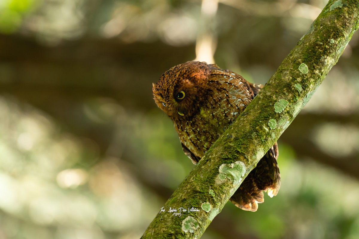 Bare-shanked Screech-Owl - ML484751411