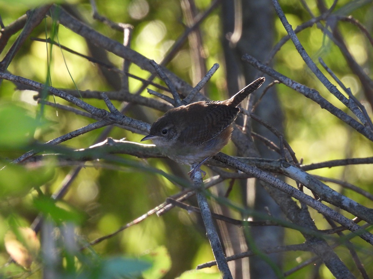 House Wren - ML484751941