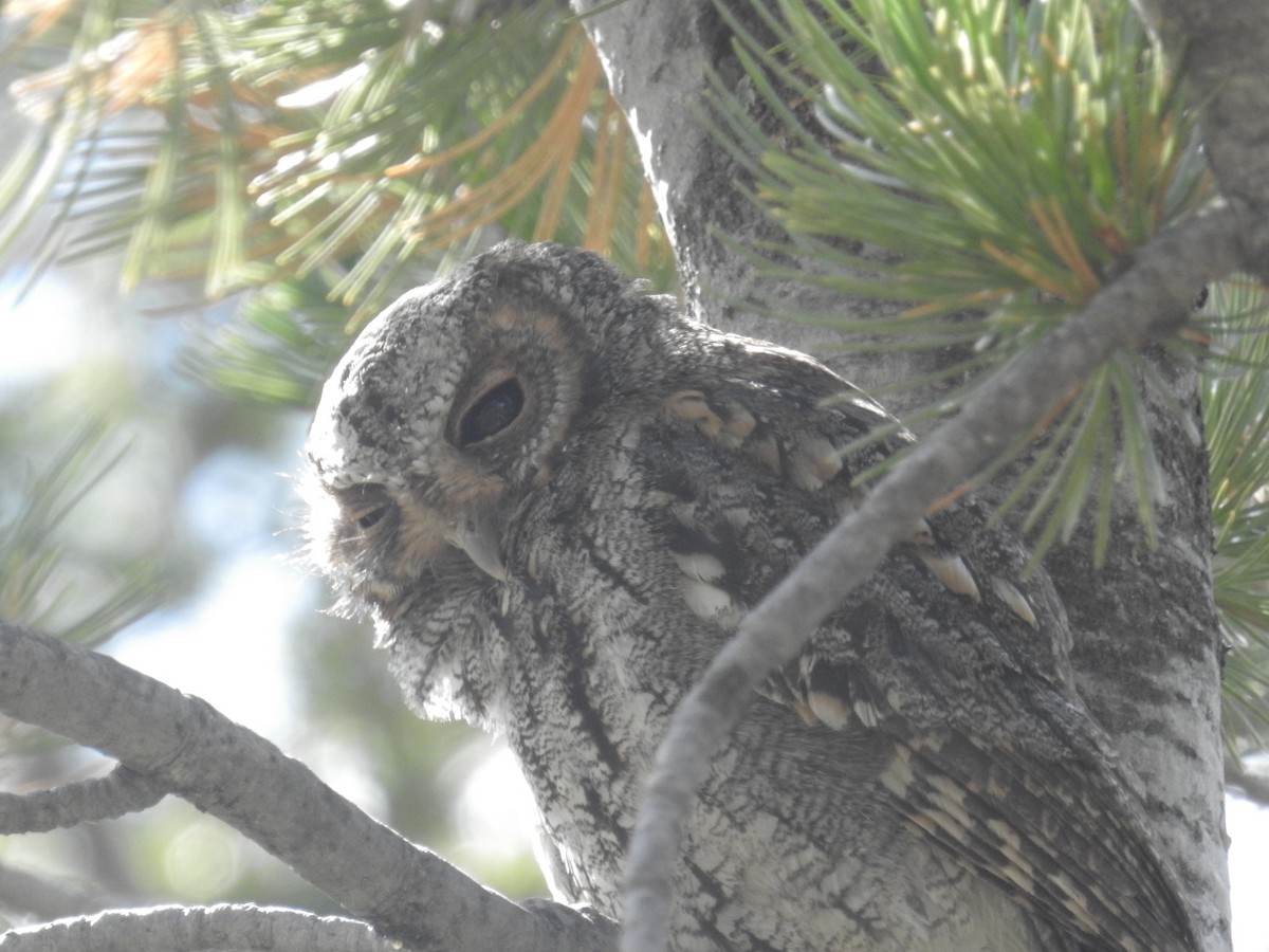 Flammulated Owl - ML484753481
