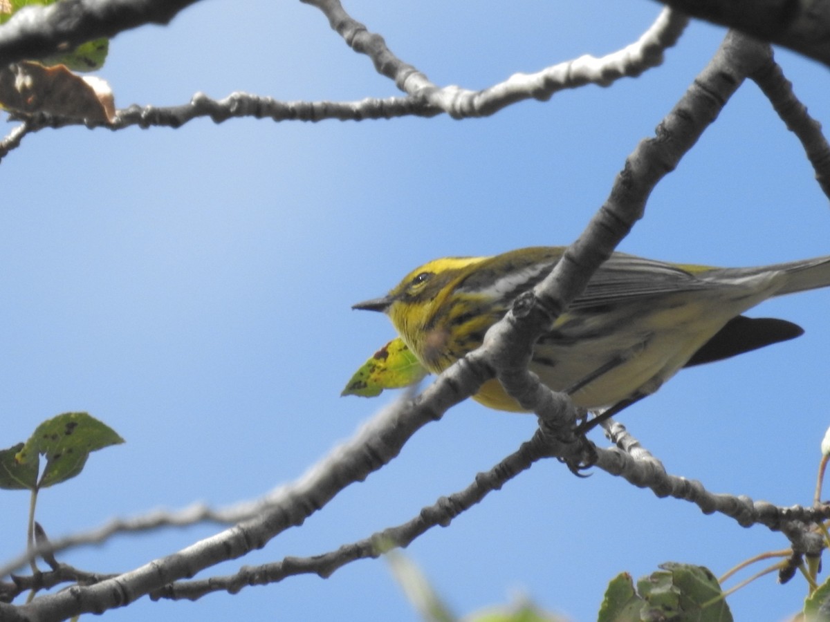 Townsend's Warbler - ML484753901