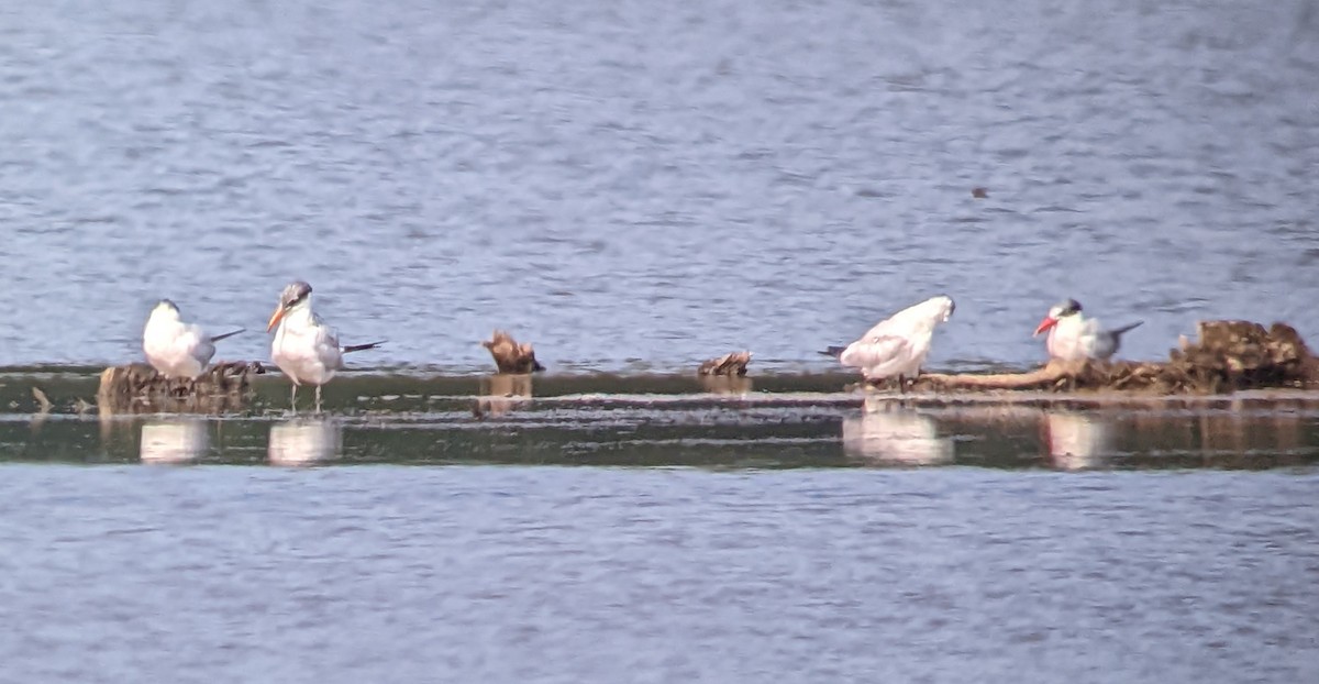 Caspian Tern - ML484755191