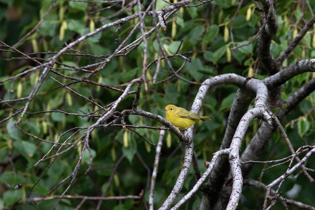 Yellow Warbler - ML484755881