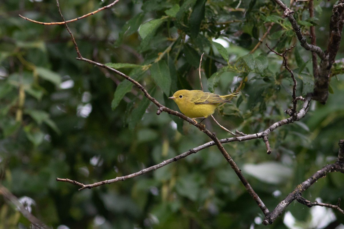 Yellow Warbler - ML484755911
