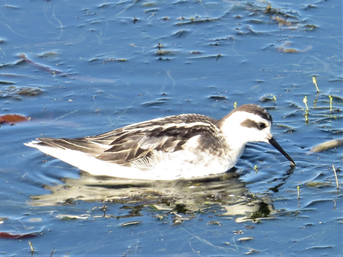 Red-necked Phalarope - ML484757291