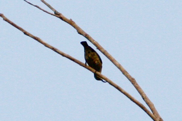 sunbird sp. - ML48475731