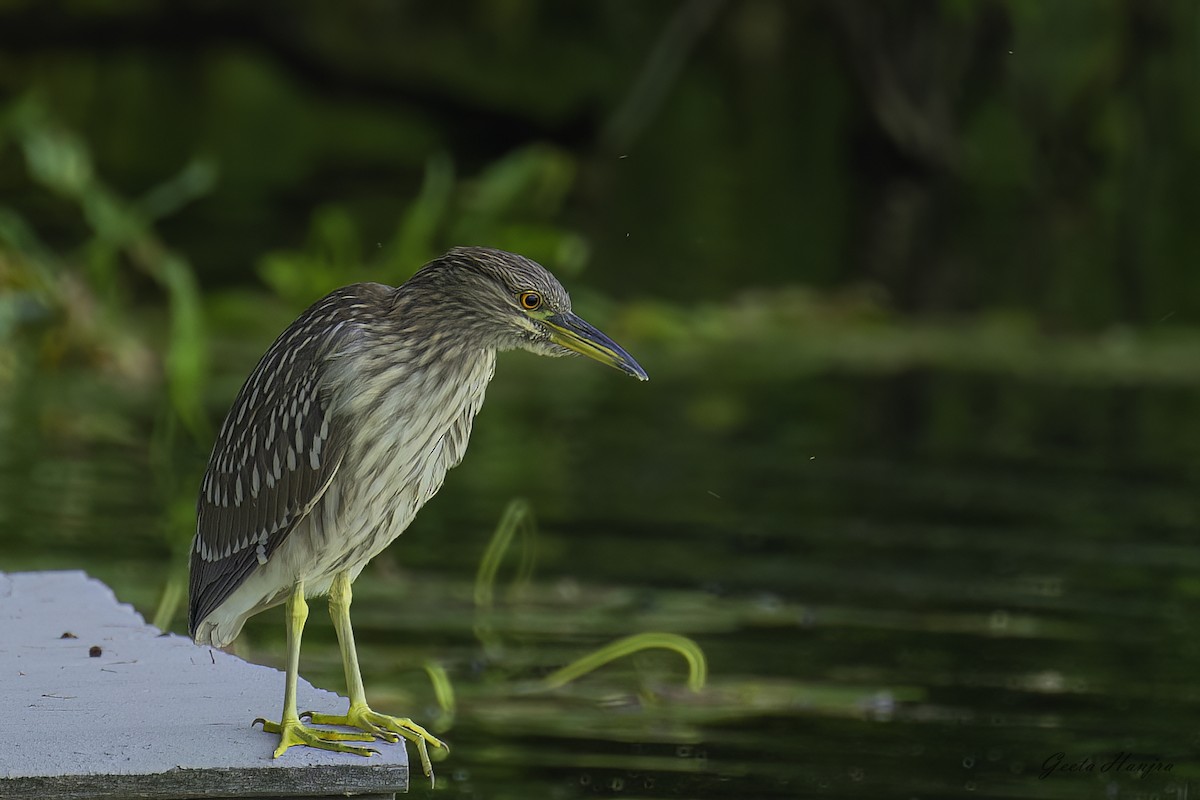 kvakoš noční - ML484757361