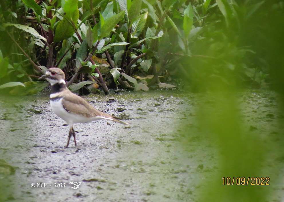 Killdeer - Mauricio Castaño Penagos