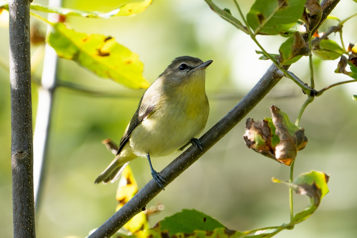 Philadelphia Vireo - ML484758181