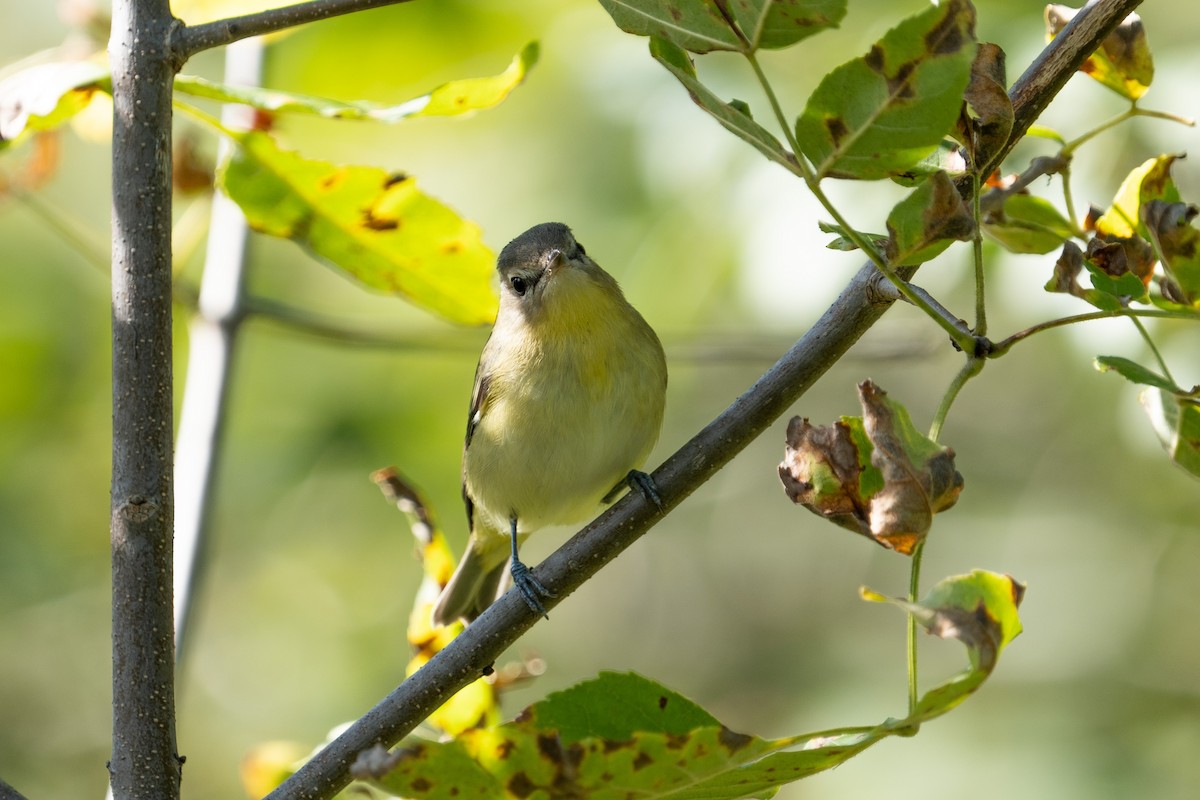 Philadelphia Vireo - ML484758191