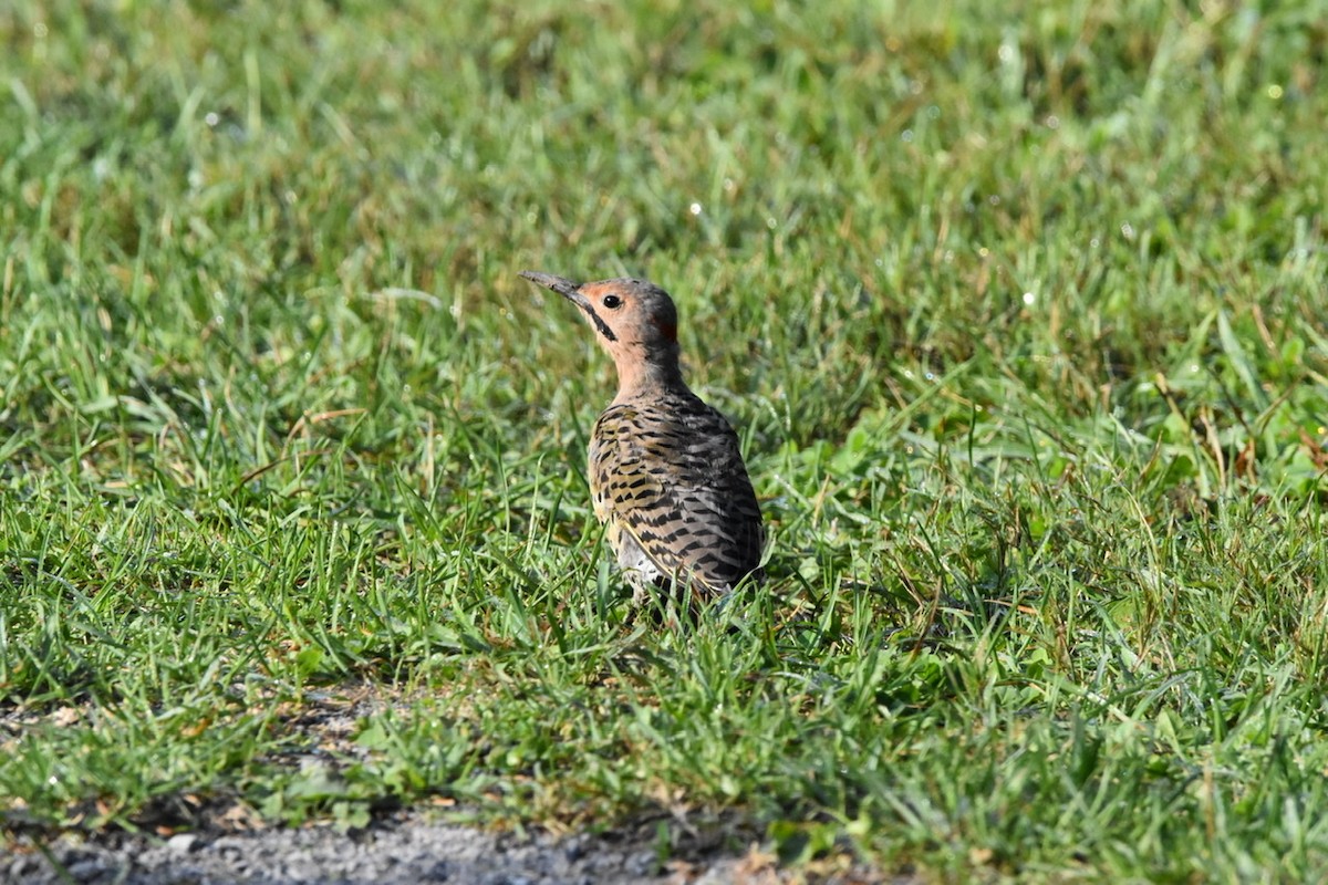 Northern Flicker (Yellow-shafted) - ML484758901