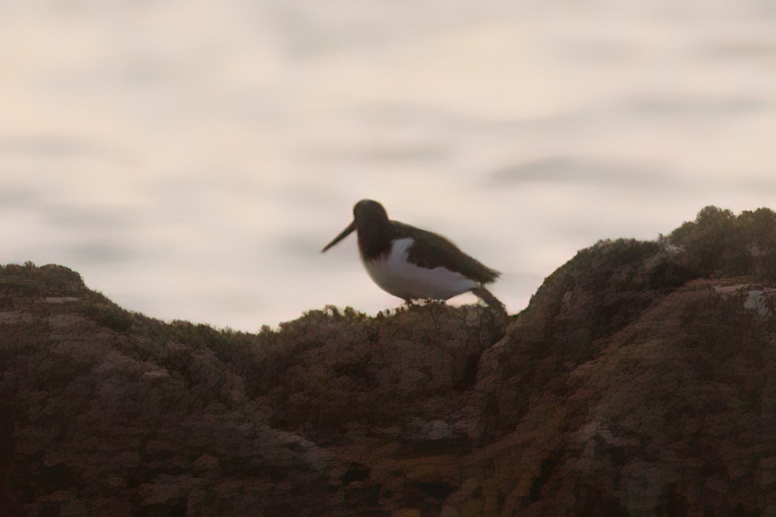 American Oystercatcher - ML484758921