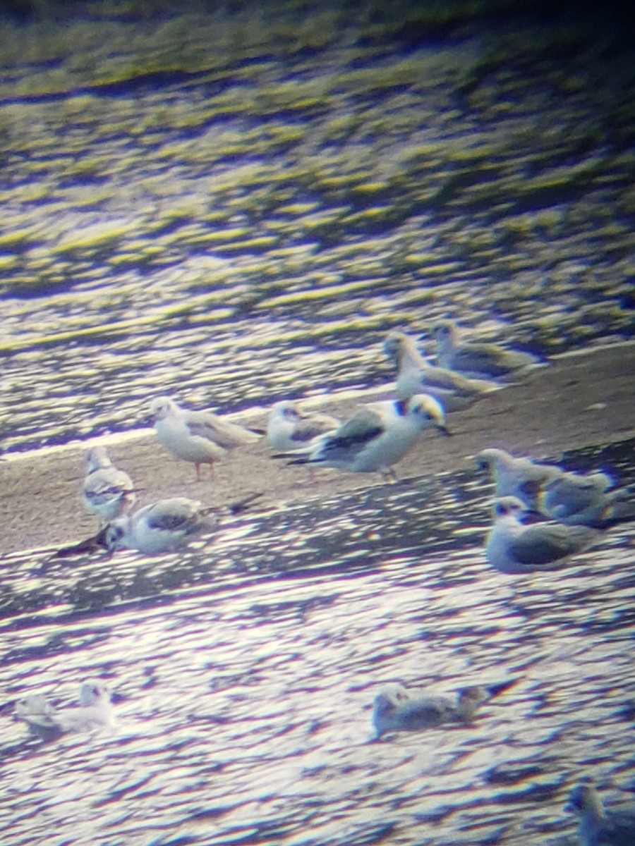 Mouette tridactyle - ML484759201