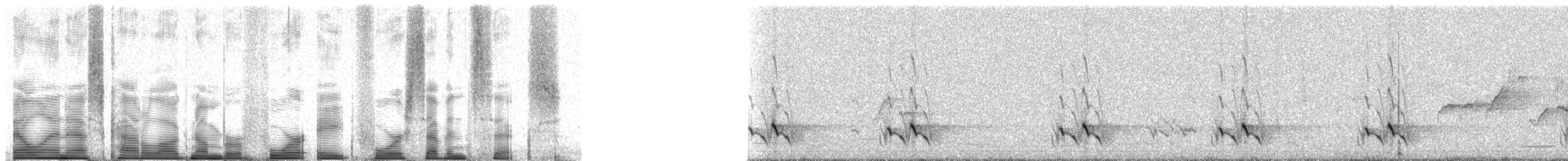 Streifenpanthervogel - ML48476