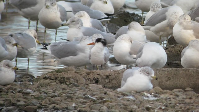 Elegant Tern - ML484760221