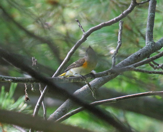 American Redstart - ML484760681