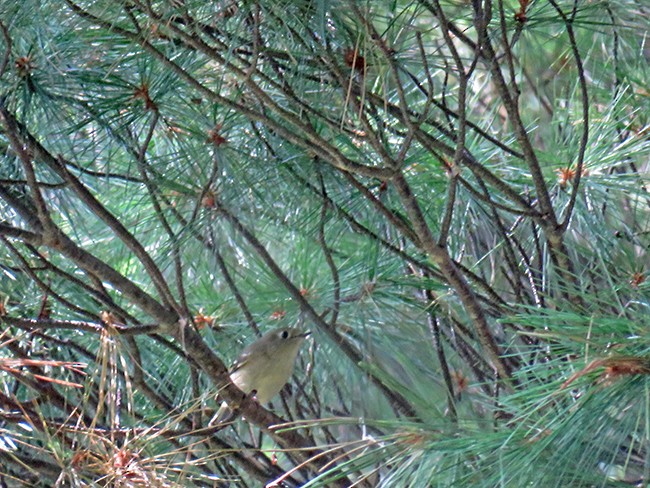 Roitelet à couronne rubis - ML484760761