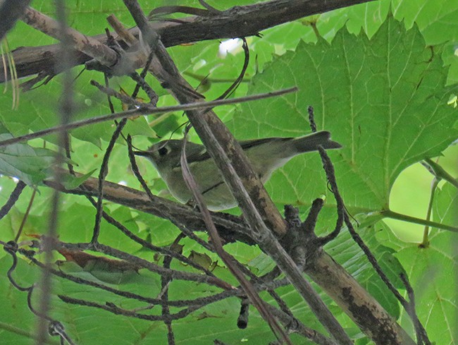 Roitelet à couronne rubis - ML484760861