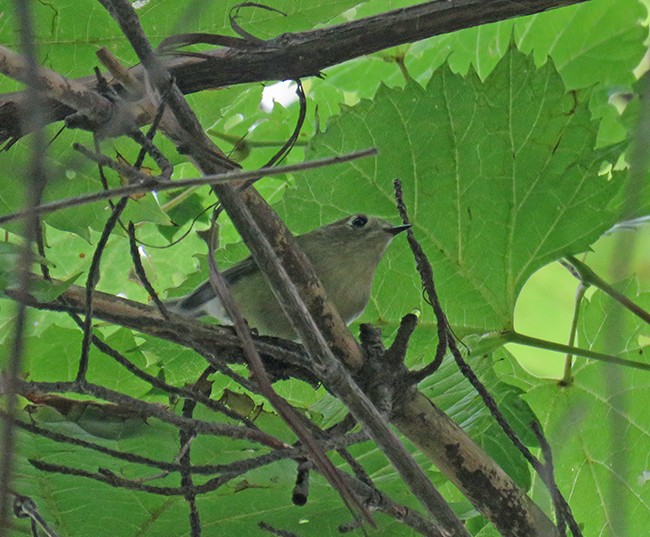 Ruby-crowned Kinglet - ML484760891