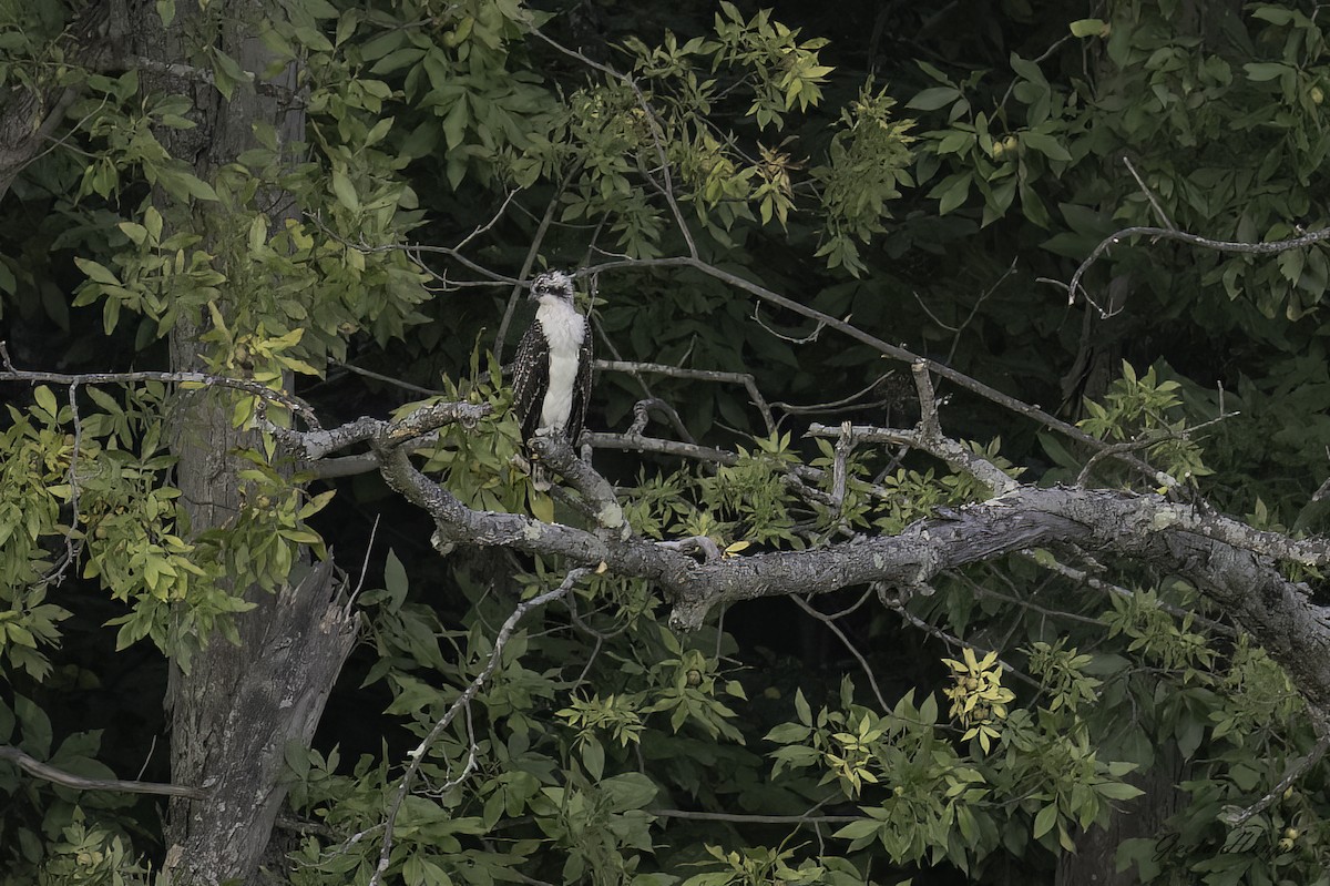 orlovec říční - ML484762091