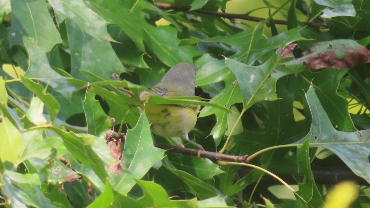 Nashville Warbler - ML484762881