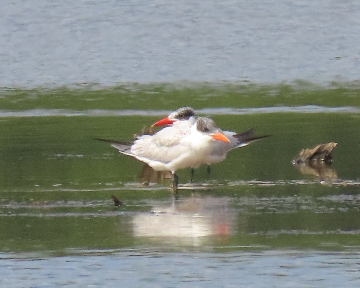 Caspian Tern - ML484764041