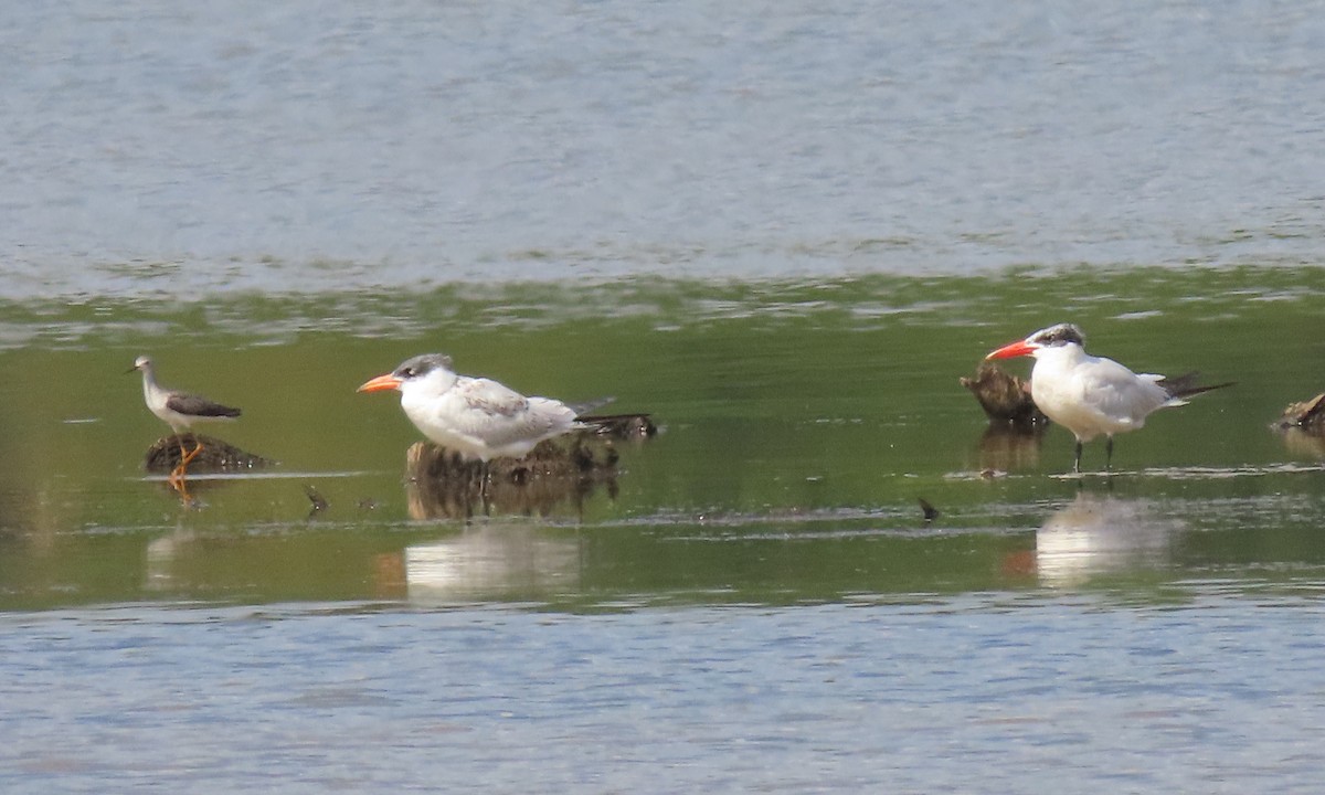 Caspian Tern - ML484764051