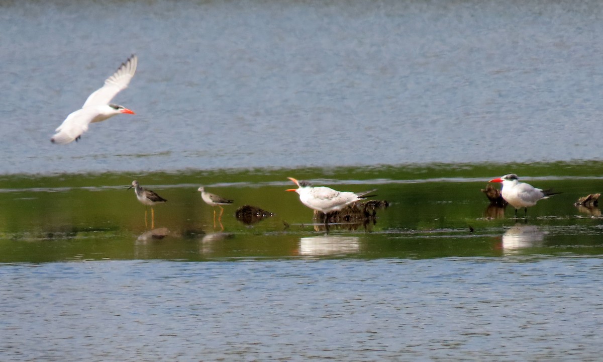 Caspian Tern - ML484764061